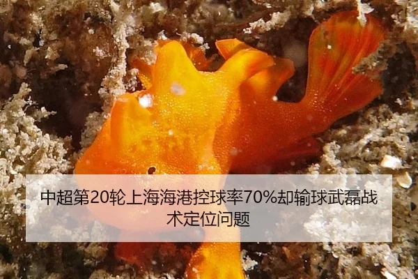 zhong-chao-di-lun-shang-hai-hai-gang-kong-qiu-lv-que-shu-qiu-wu-lei-zhan-shu-ding-wei-wen-ti-2-985.jpg